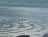 Filename=29~0.jpg
Filesize=104KB
Dimensions=800x611
Date added=Aug 04, 2010 29~0.jpg
